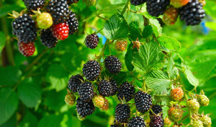 How Far Apart to Plant Blackberries: A Comprehensive Guide