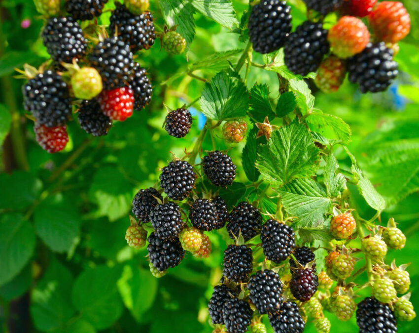How Far Apart to Plant Blackberries