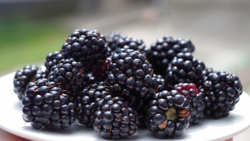 How Far Apart to Plant Blackberries