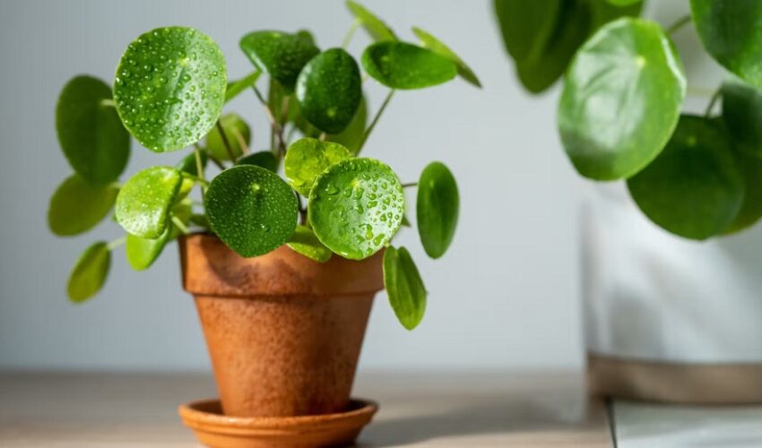 Do Pilea Plants Like Big Pots?