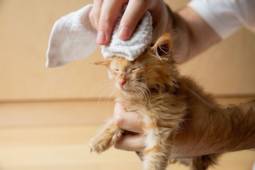 Is it Okay to Bathe a 3-Month-Old Kitten