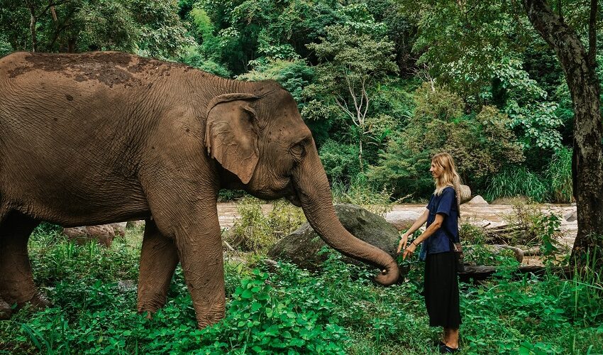 Chiang Mai’s Best Elephant Sanctuary: A Truly Unforgettable Experience