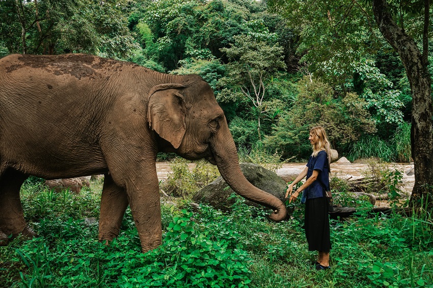 Chiang Mai's Best Elephant Sanctuary