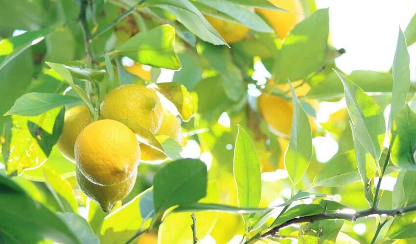 What Climate is Best for Lemon Trees?