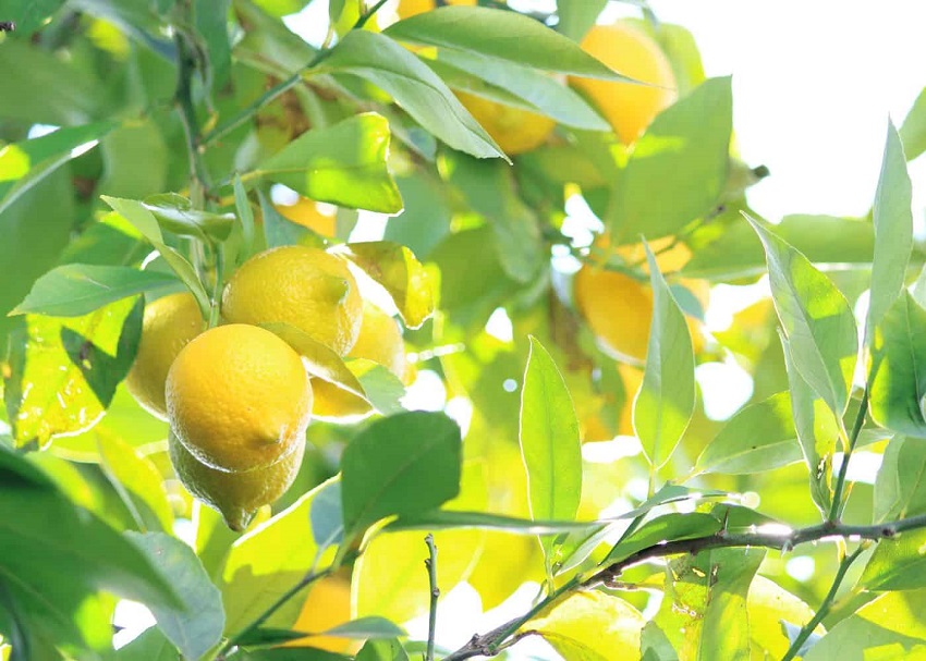 What Climate is Best for Lemon Trees