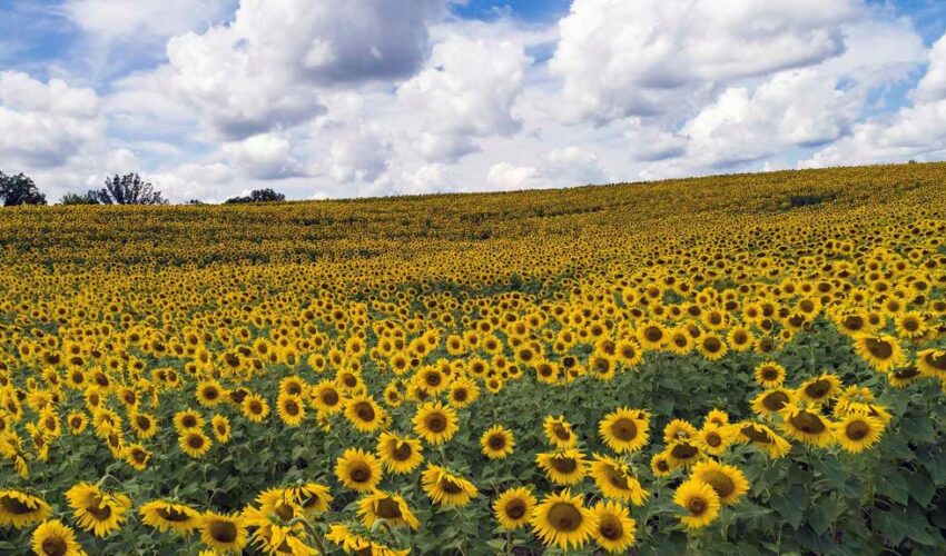 Do Sunflowers Bloom More Than Once