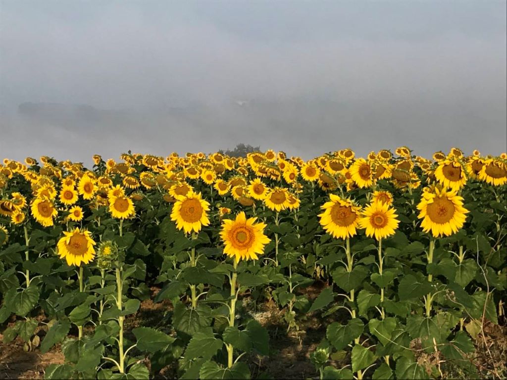 Sunflowers Bloom More Than Once