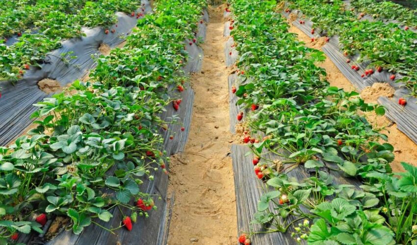 Growing Strawberries in Raised Beds: The Expert Guide