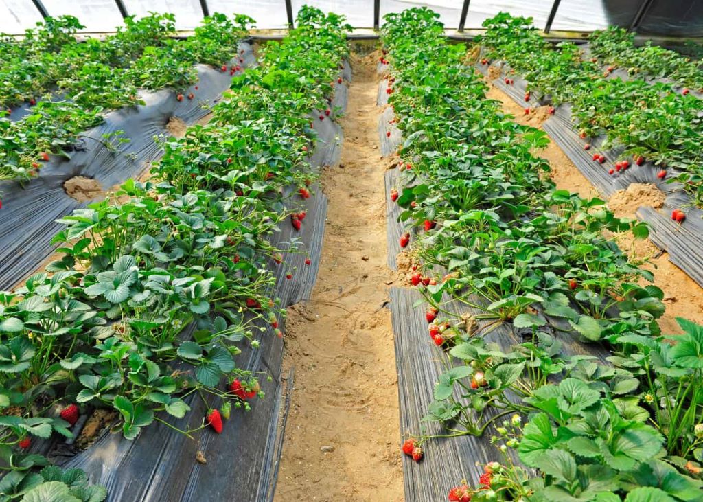 Growing Strawberries in Raised Beds: The Expert Guide