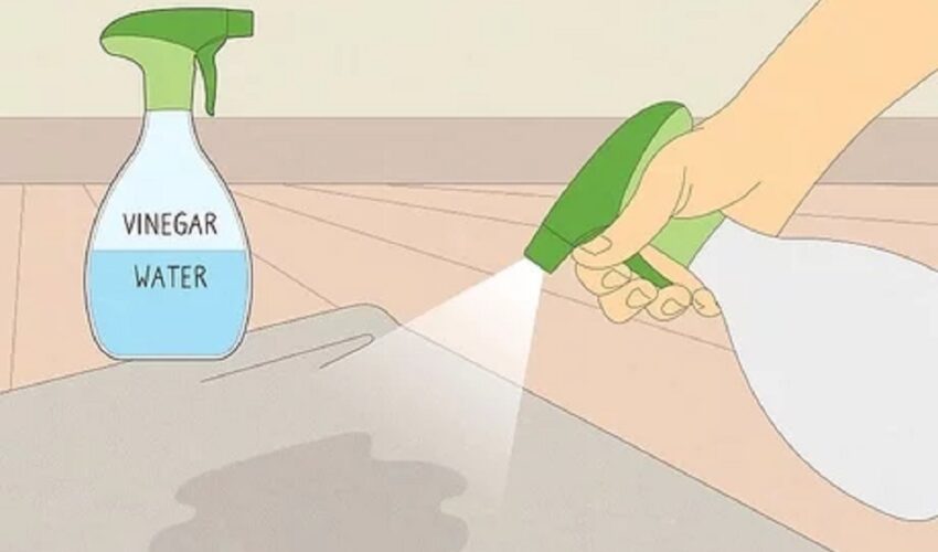 How to get cat pee out of carpet