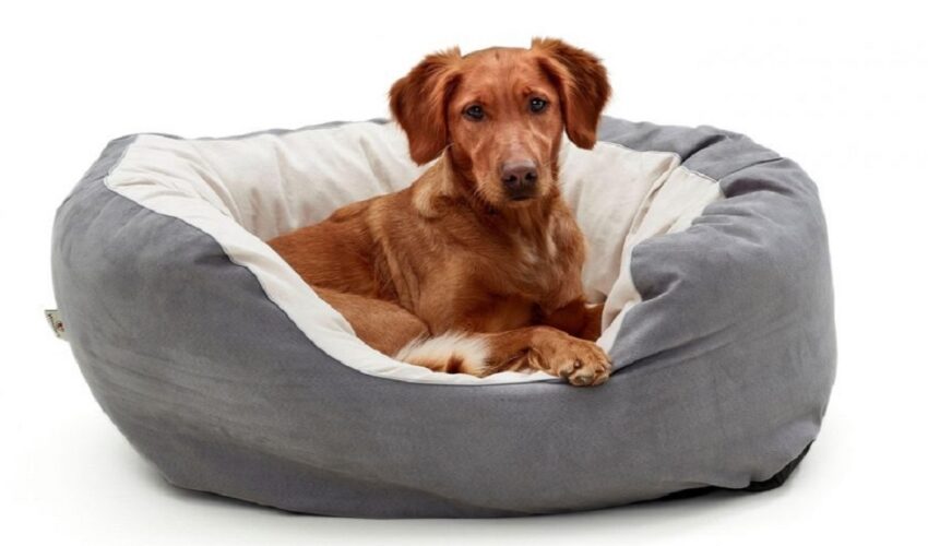 How a Dog Bed Can Impact Joint Health in Large Breed Puppies